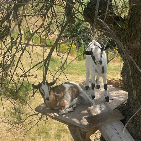 Certine Agriturismo Asciano Zewnętrze zdjęcie