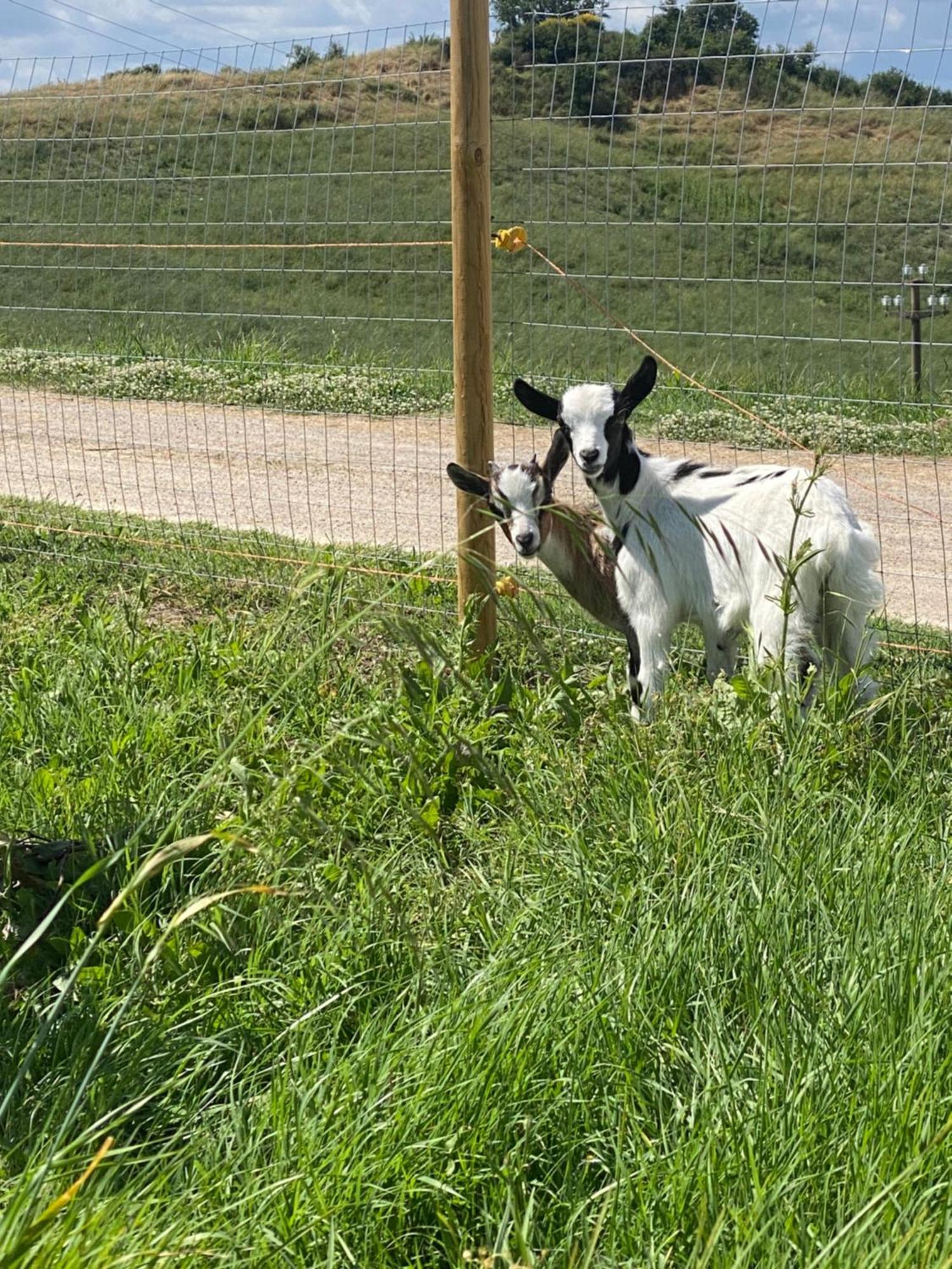 Certine Agriturismo Asciano Zewnętrze zdjęcie